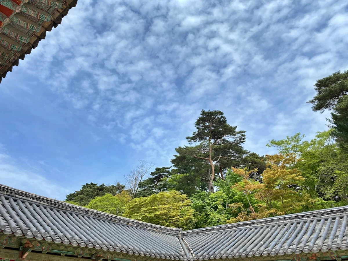 A roof with trees and blue sky related to A detailed visitor's guide in Korea
