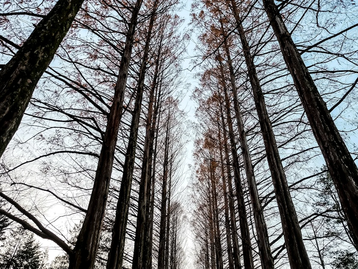 Tall bare trees under blue skies related to Day trip to Nami in Korea