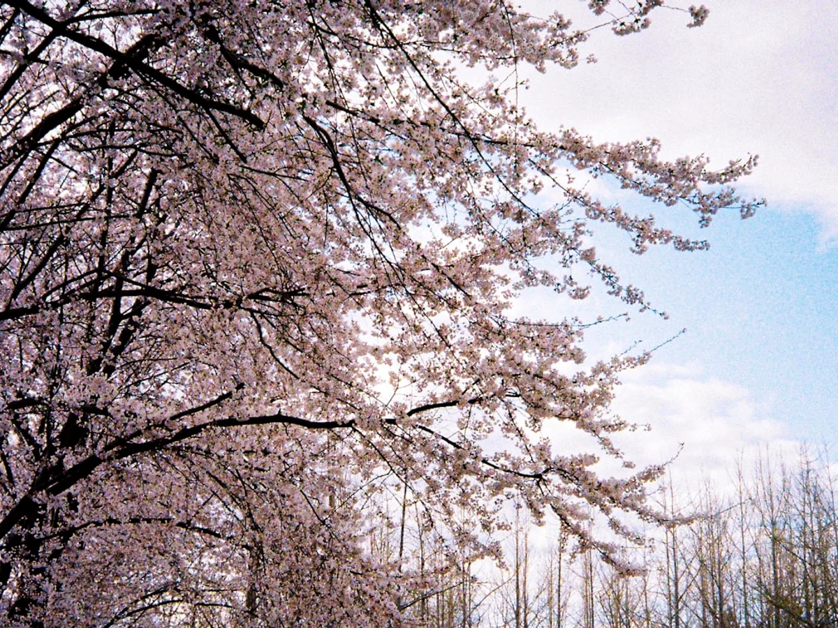 White leaf trees during daytime related to A comprehensive guide to in Korea