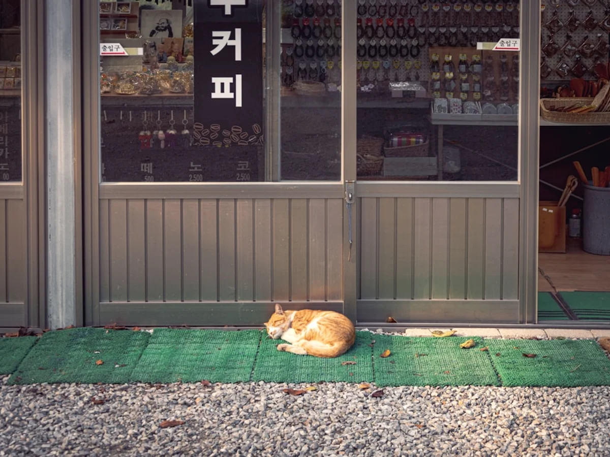 A cat lying on the ground outside a store in Korea